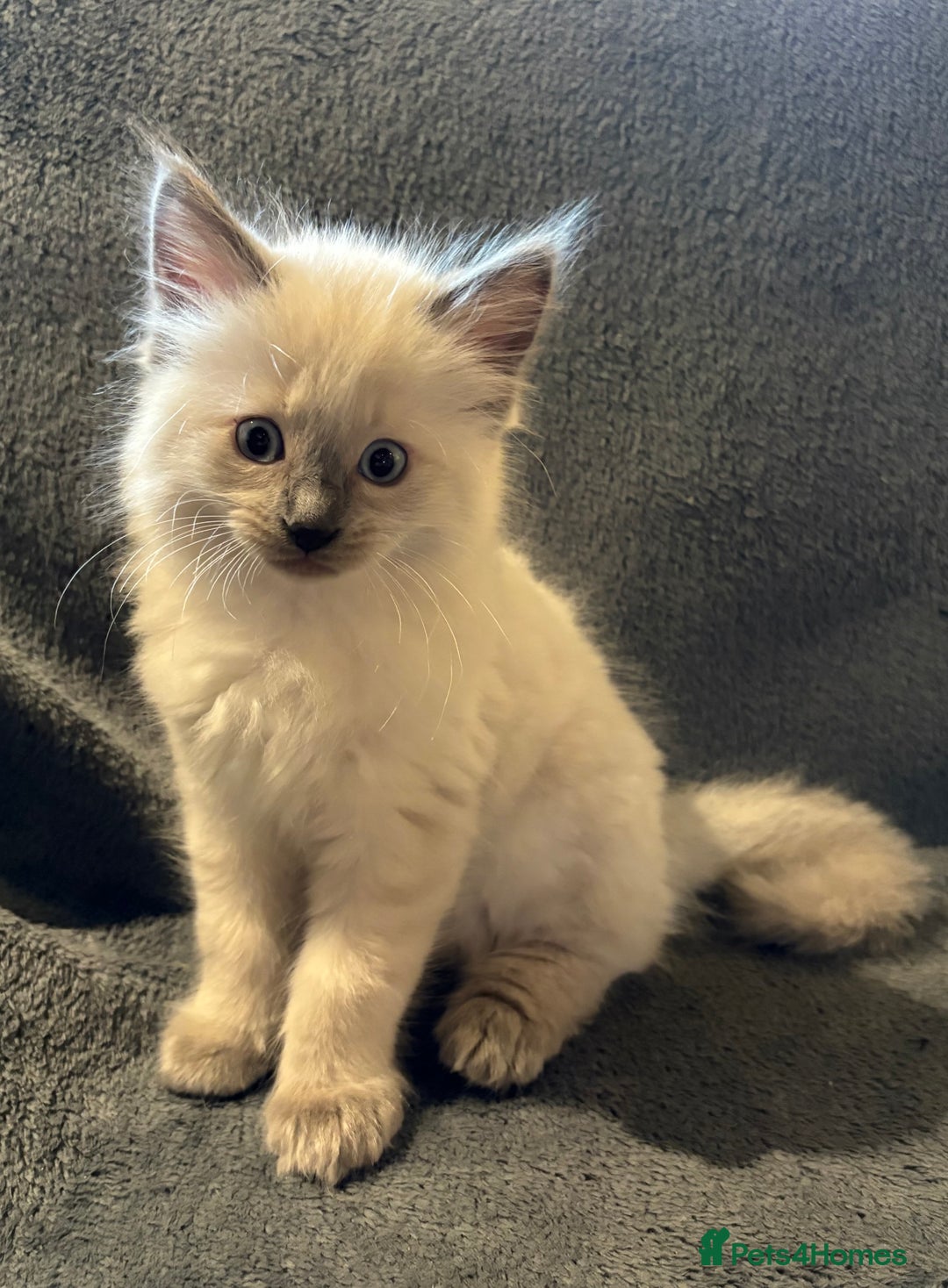 Ragcoon cats for sale: Stunning Maine Coon x Ragdoll kittens - Image 5