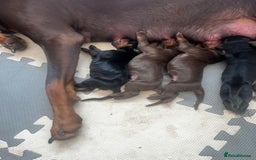Dobermann dogs for sale: Stunning Dobermann puppies in Nottingham - Image 10