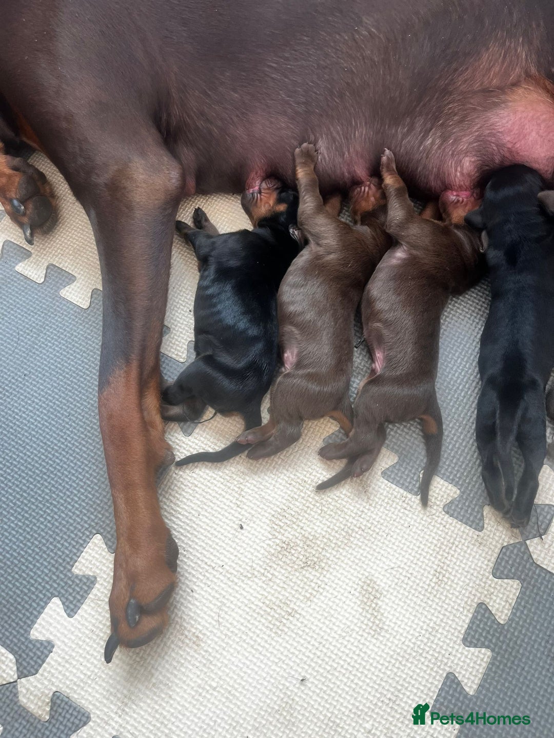 Dobermann dogs for sale: Stunning Dobermann puppies in Nottingham - Image 10