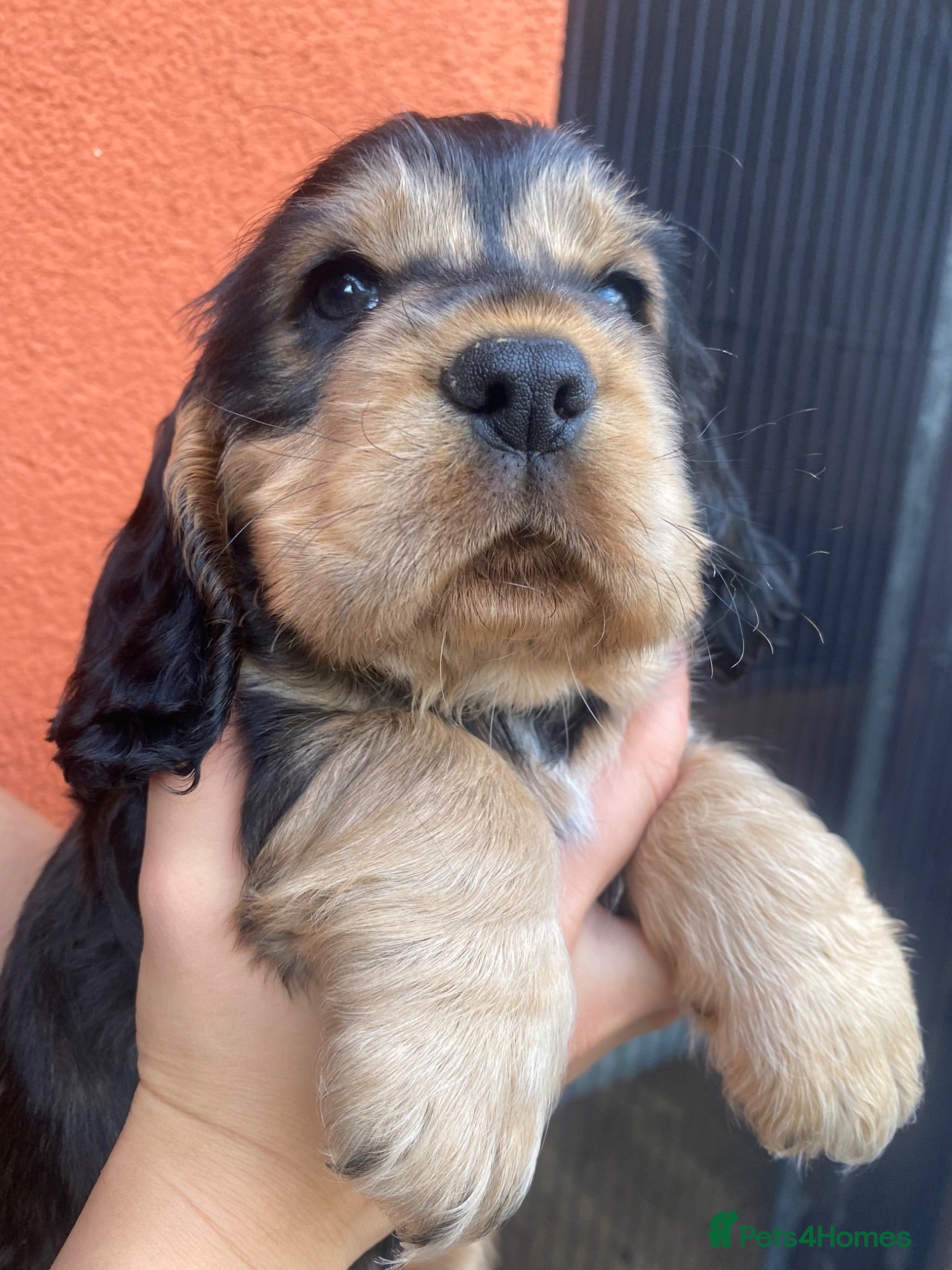 Cocker Spaniel dogs Lovely show Cocker spaniel puppies 🐶  - Advert 5