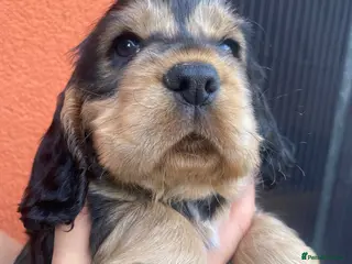 Cocker Spaniel dogs Lovely show Cocker spaniel puppies 🐶 - Advert 2