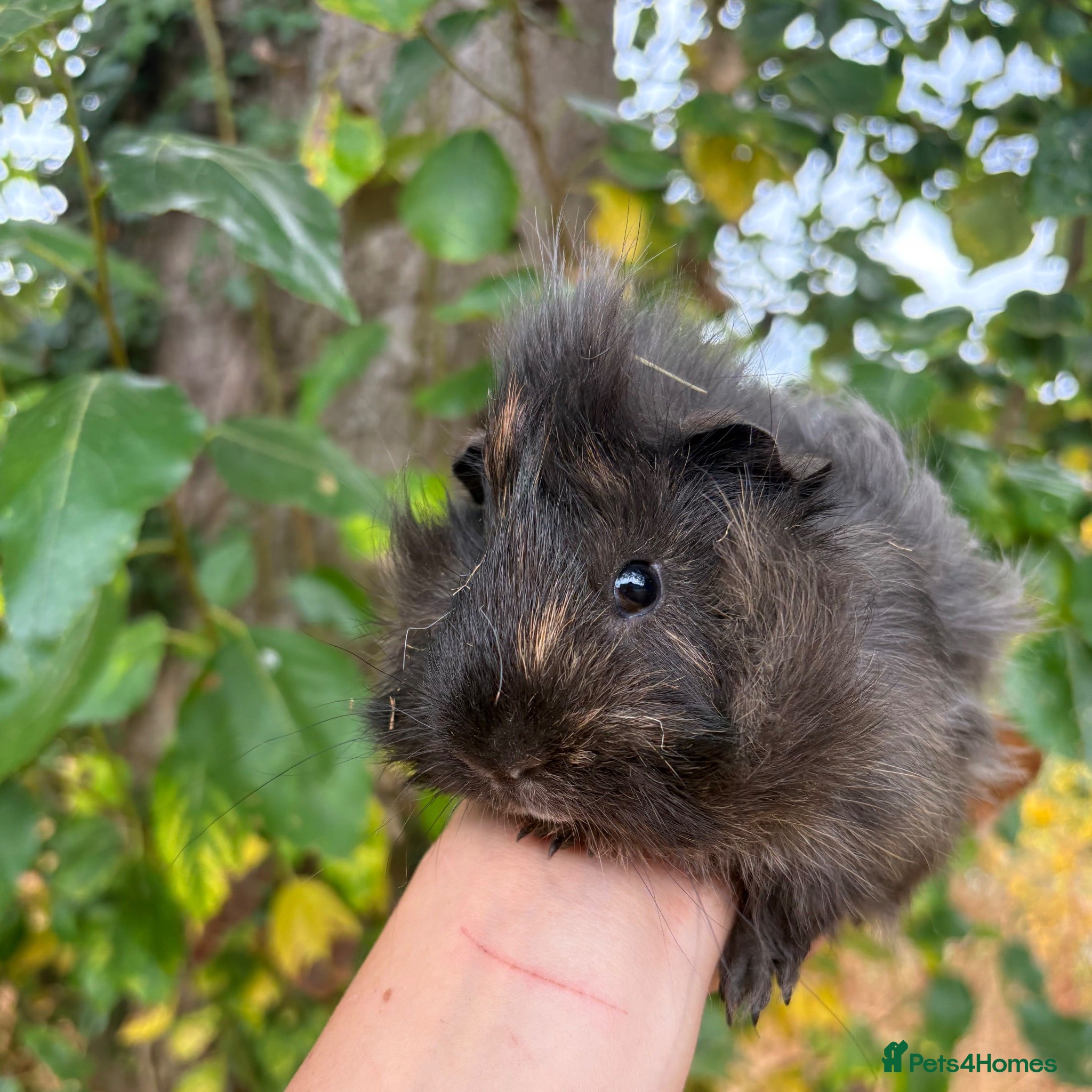 Guinea Pig rodents LOTS of Friendly baby Boys 🩵 - Advert 2
