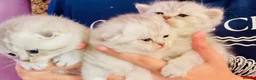 Scottish Fold cats for sale: Beautiful Scottish fold/straight ready to reserve  - Advert 12