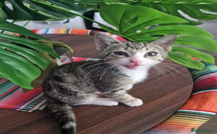Mixed Breed cats - Advert 1