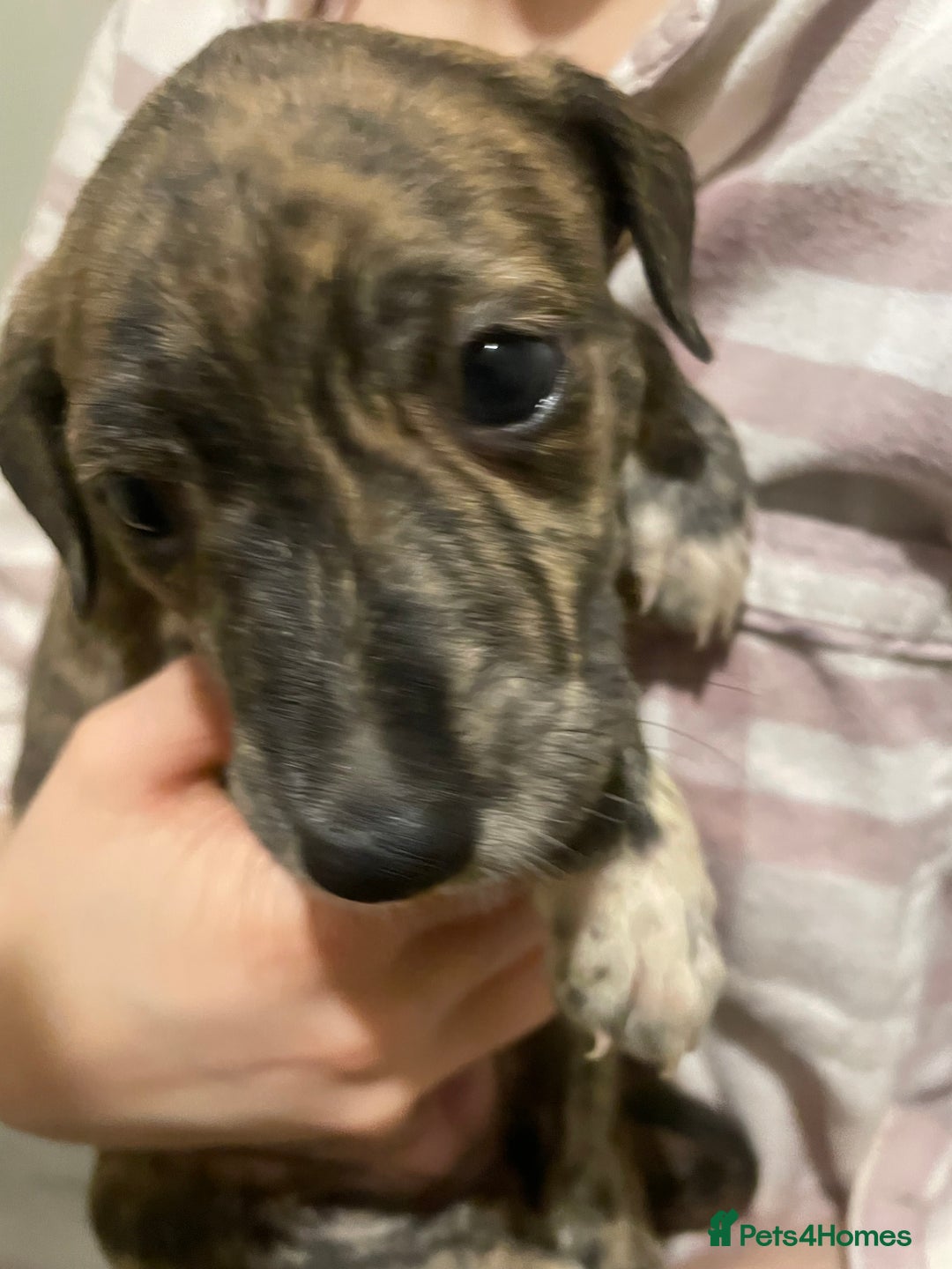 Lurcher dogs for sale: Greyhound/deerhound brindle lurchers - Advert 6