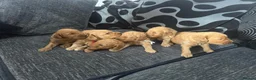 Mixed Breed dogs for sale: Outstanding litter of double doodles  - Advert 23