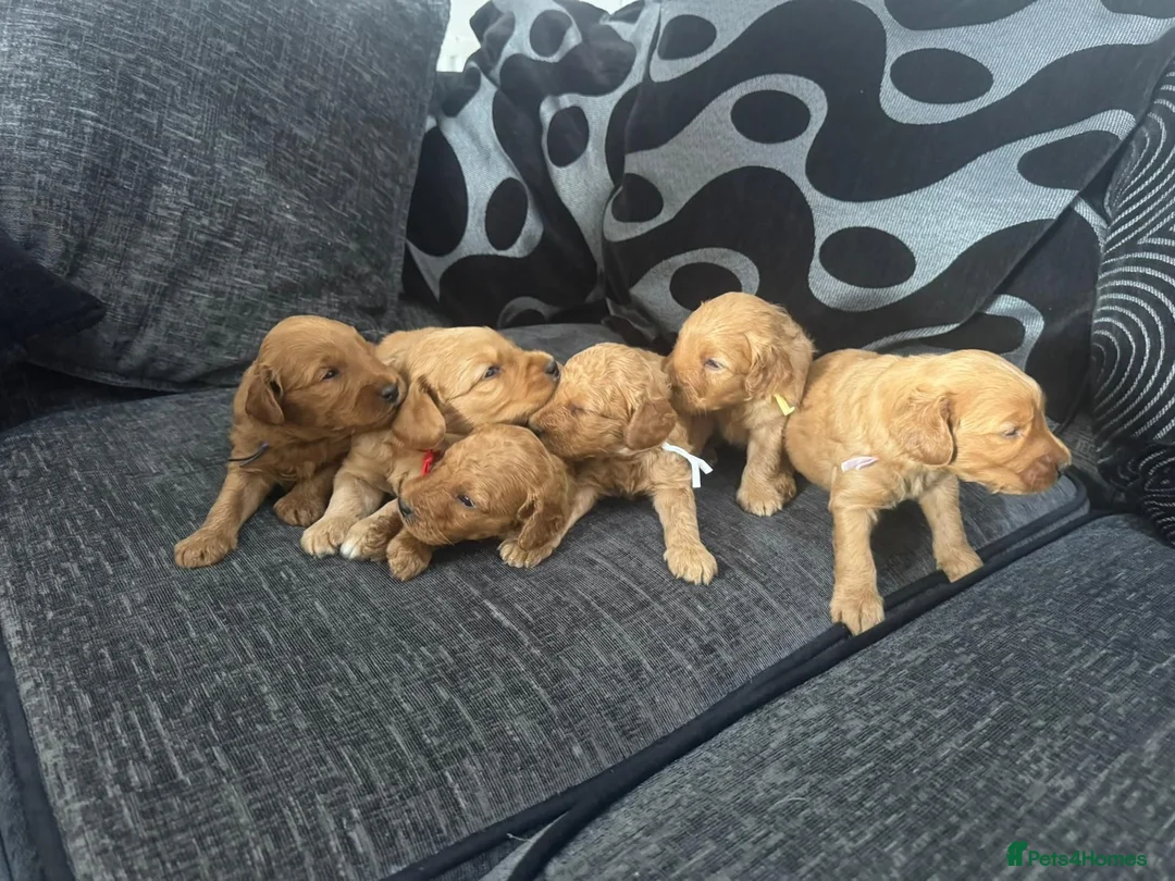 Mixed Breed dogs for sale: Outstanding litter of double doodles  - Advert 23