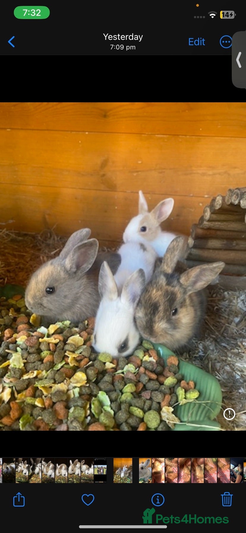 Mixed Breed rabbits Gorgeous litter mixed breed - Advert 1