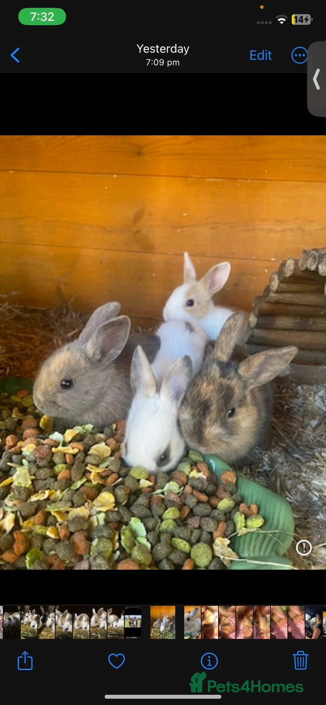 Mixed Breed rabbits for sale: Gorgeous litter mixed breed - Advert 1