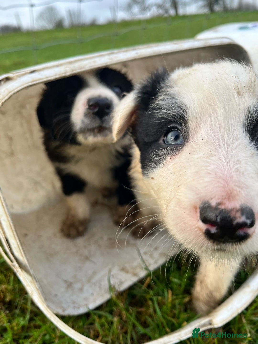 Border Collie dogs for sale: Border Collies - available for  **  - Advert 4