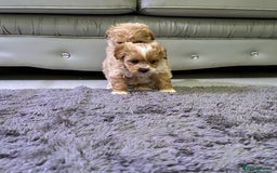 Maltipoo dogs for sale: Outstanding F1 Maltipoo Puppies - Image 11
