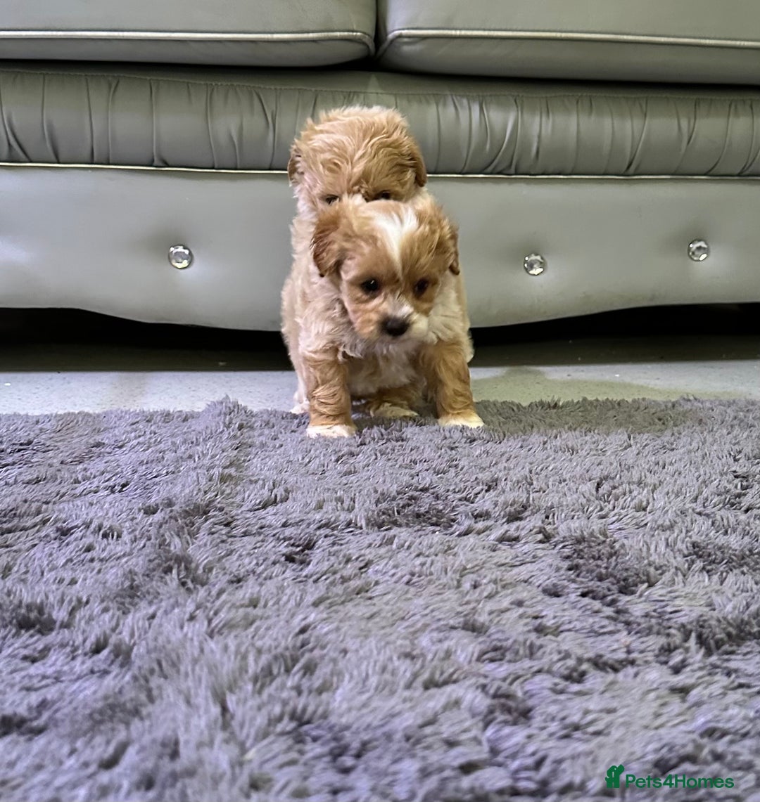Maltipoo dogs for sale: Outstanding F1 Maltipoo Puppies - Image 11