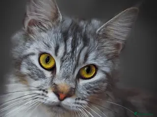 Maine Coon cats Full breed Mainecoon kittens ready 17th February - Advert 13