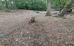 French Bulldog dogs for sale: French Bulldog  - Image 2