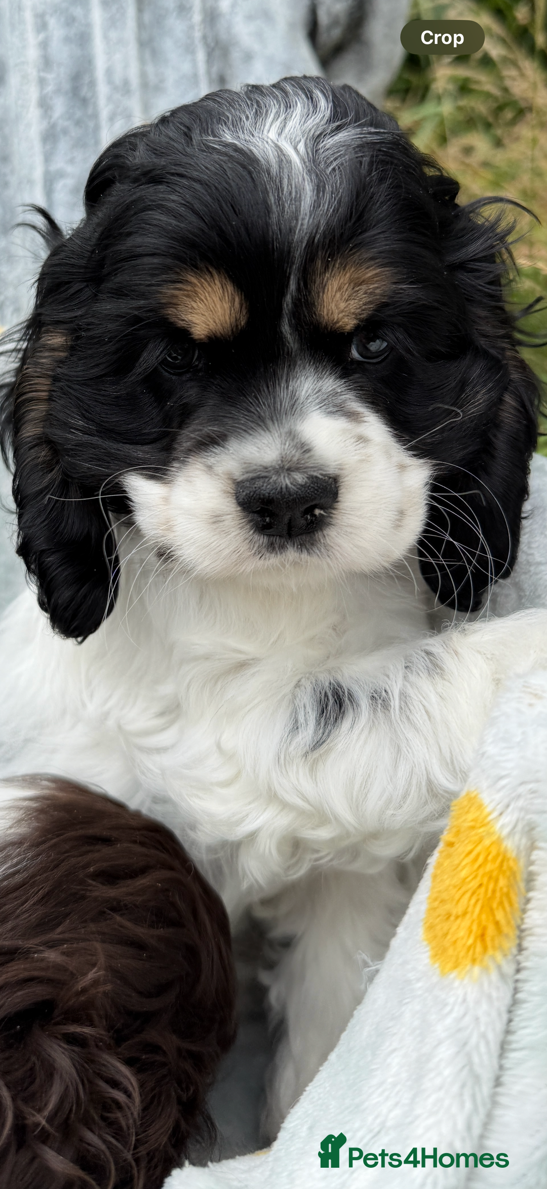 American Cocker Spaniel dogs for sale: Stunning American cocker spaniel puppies  - Image 7