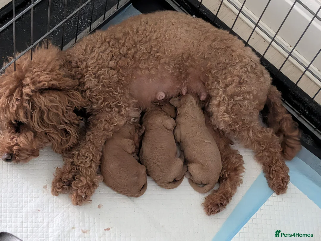 Toy Poodle dogs for sale: Stunning K. C reg Toy Poodle Puppies - Advert 2
