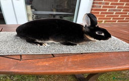Rex rabbits for sale: Stunning Purebred Black Otter & Cinammon mini rex  - Image 1