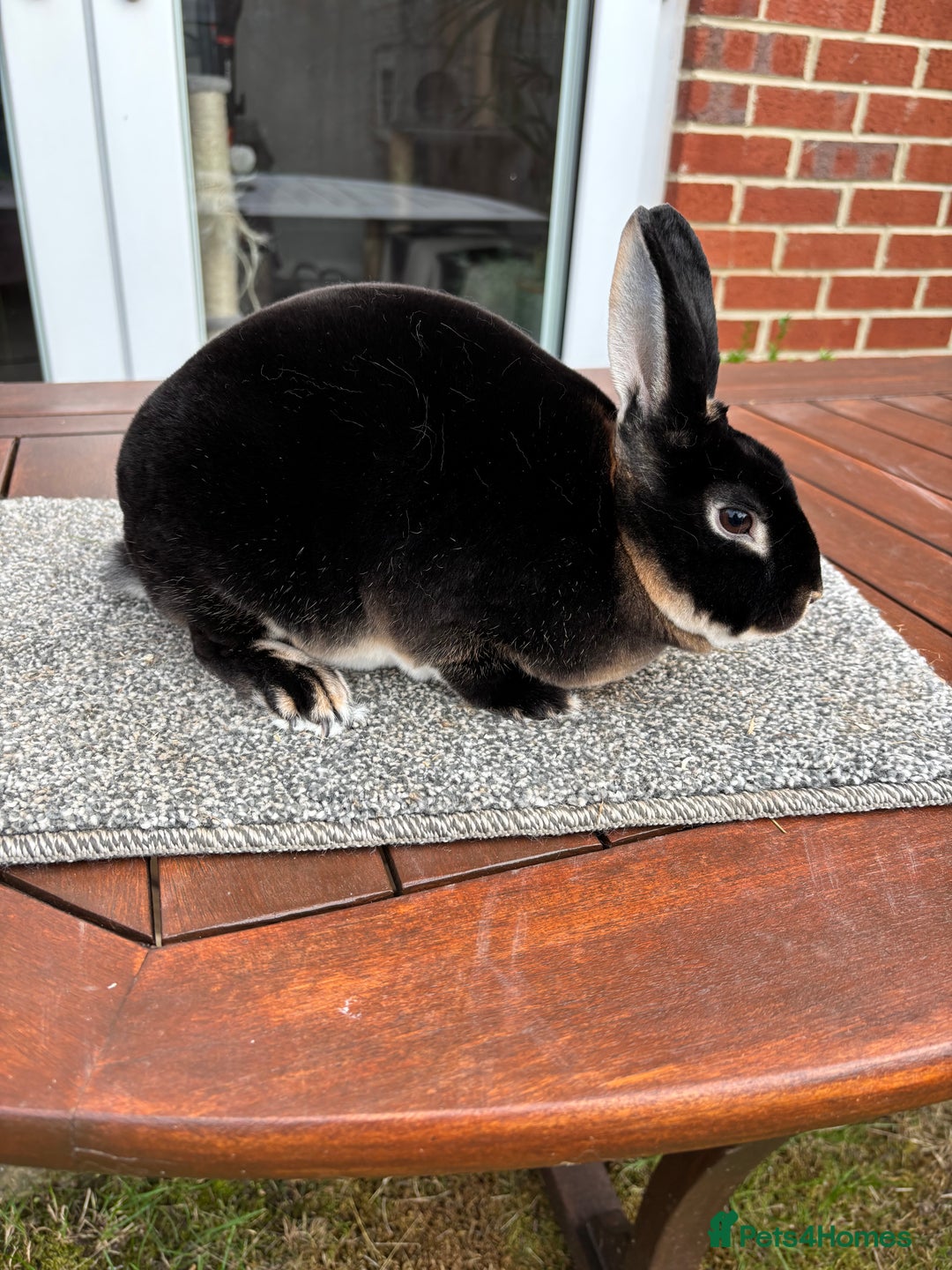 Rex rabbits for sale: Stunning Purebred Black Otter & Cinammon mini rex  - Image 1