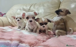 Chihuahua dogs for sale: Chihuahua puppies for sale  - Image 16