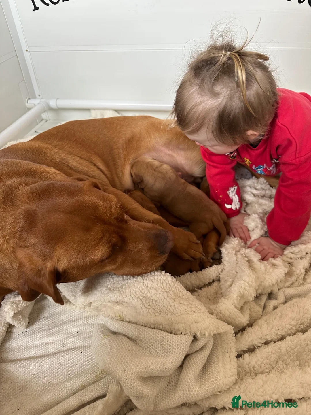 Labrador Retriever dogs for sale: Fox red labrador bitch pups in Stranraer - Advert 2