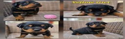Rottweiler dogs for sale: Champion Bloodline German Rottweiler Puppies - Advert 14