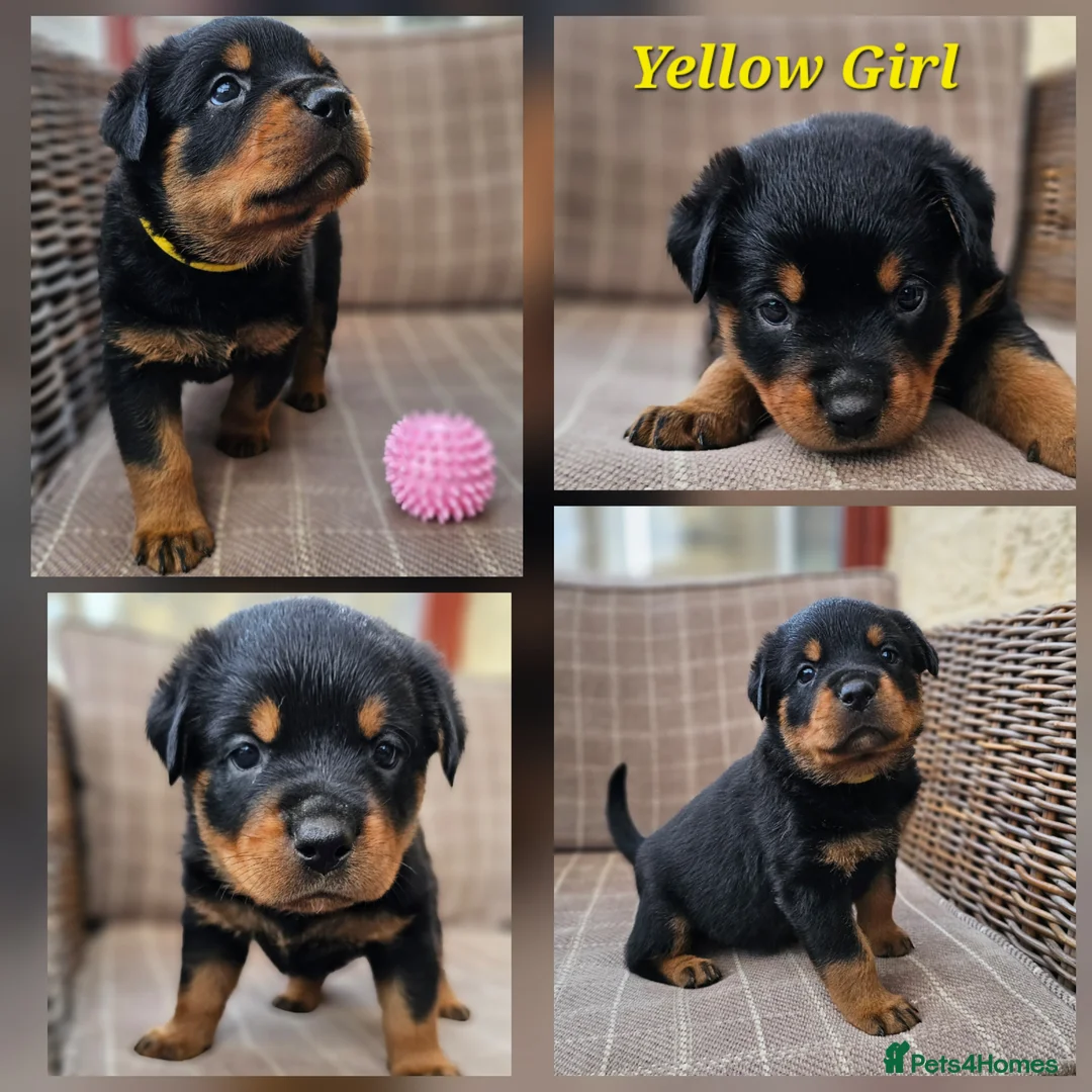 Rottweiler dogs for sale: Champion Bloodline German Rottweiler Puppies - Advert 37