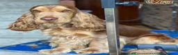 Cocker Spaniel dogs for sale: ⭐️⭐️WAITING LIST OPEN ⭐️⭐️ in York - Advert 3