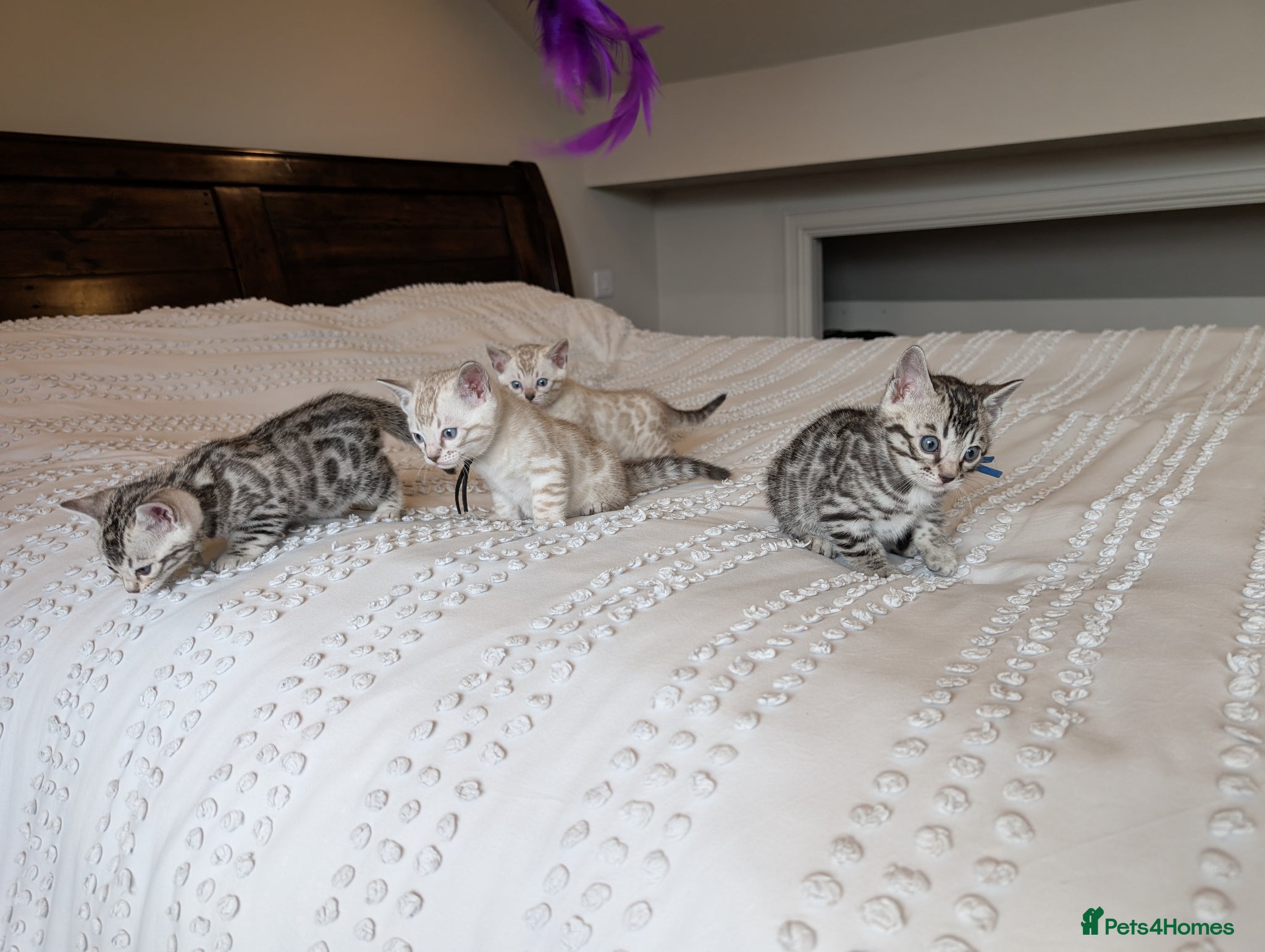 Bengal cats 🖤🩶🤍 Stunning Bengal Kittens 🤍🩶🖤 - Advert 2