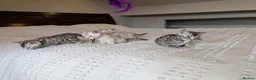 Bengal cats for sale: 🖤🩶🤍 Stunning Bengal Kittens 🤍🩶🖤 - Advert 2
