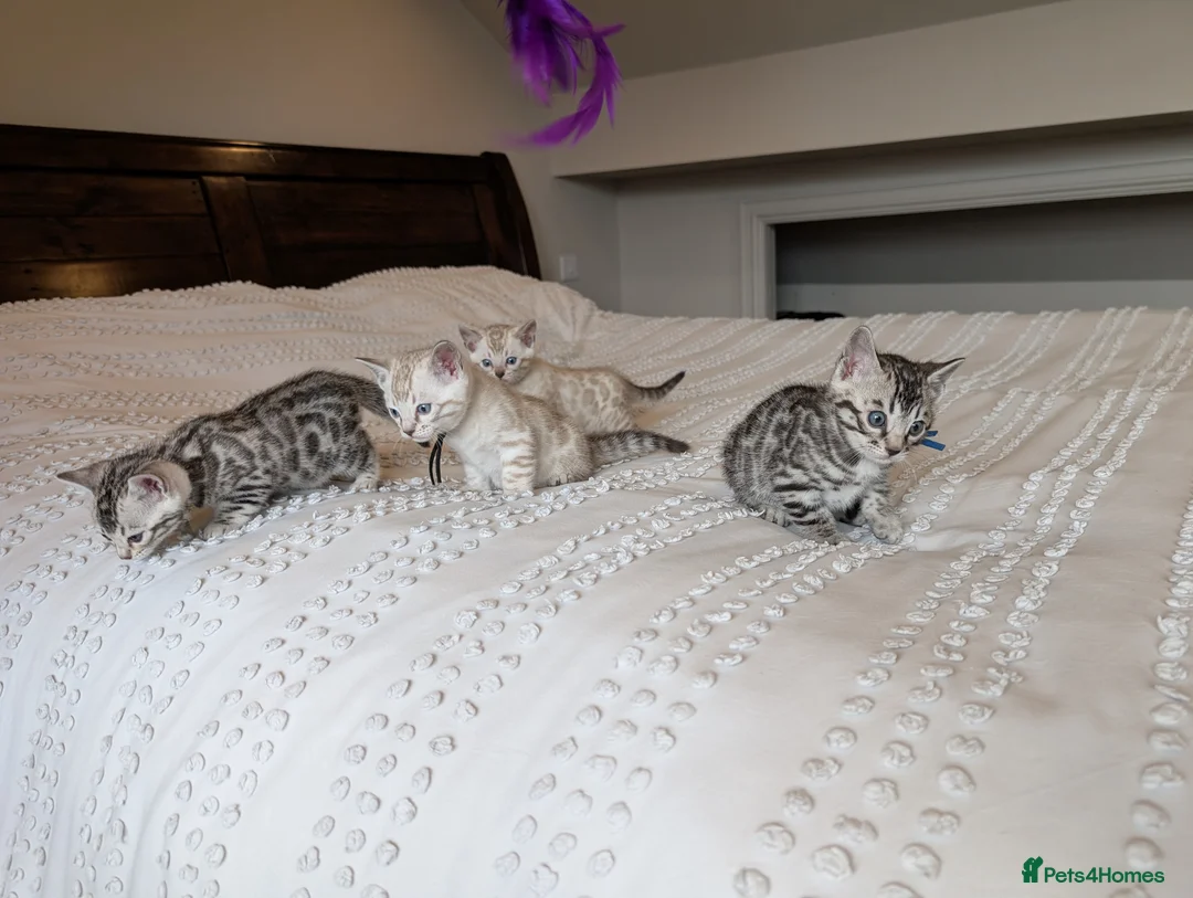 Bengal cats for sale: 🖤🩶🤍 Stunning Bengal Kittens 🤍🩶🖤 - Advert 2