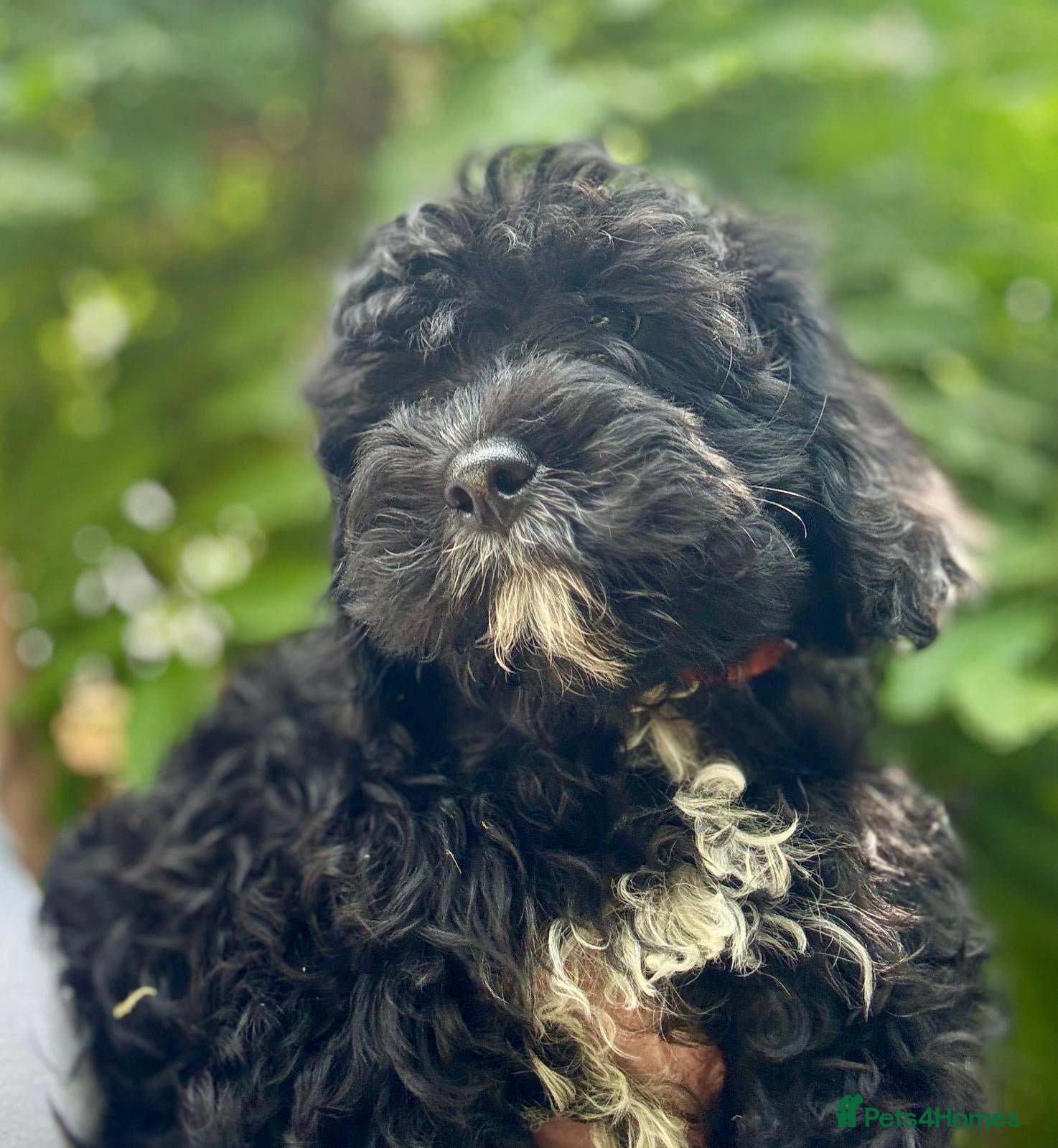 Cavapoo dogs Ready now, health tested F1 Cavapoos  - Advert 2