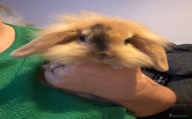 Mini Lion Lop rabbits - Advert 7