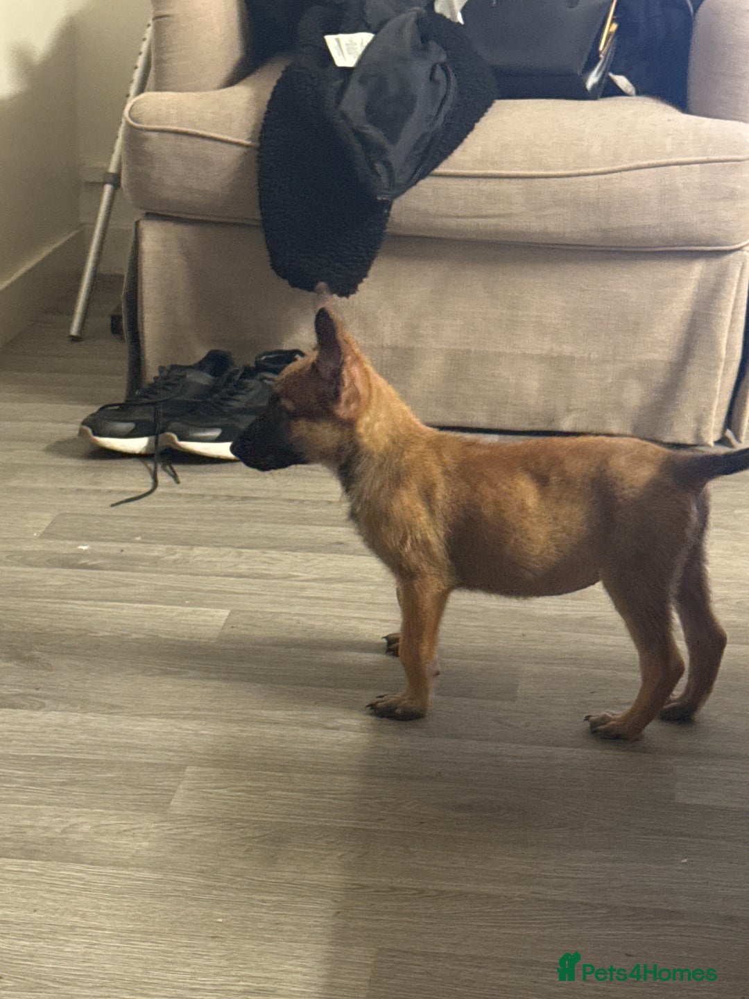 Belgian Shepherd Dog dogs for sale: Beautiful 8-Month-Old Belgian Malinois – “Cali” - Advert 5