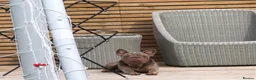 French Bulldog dogs for sale: Big Velvet Rope KC Reg Frenchie (F) 2YO in Bristol - Advert 1