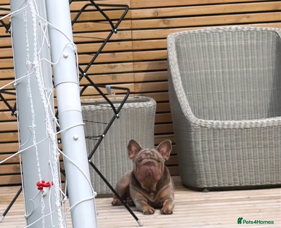 French Bulldog dogs for sale: Big Velvet Rope KC Reg Frenchie (F) 2YO in Bristol - Advert 1