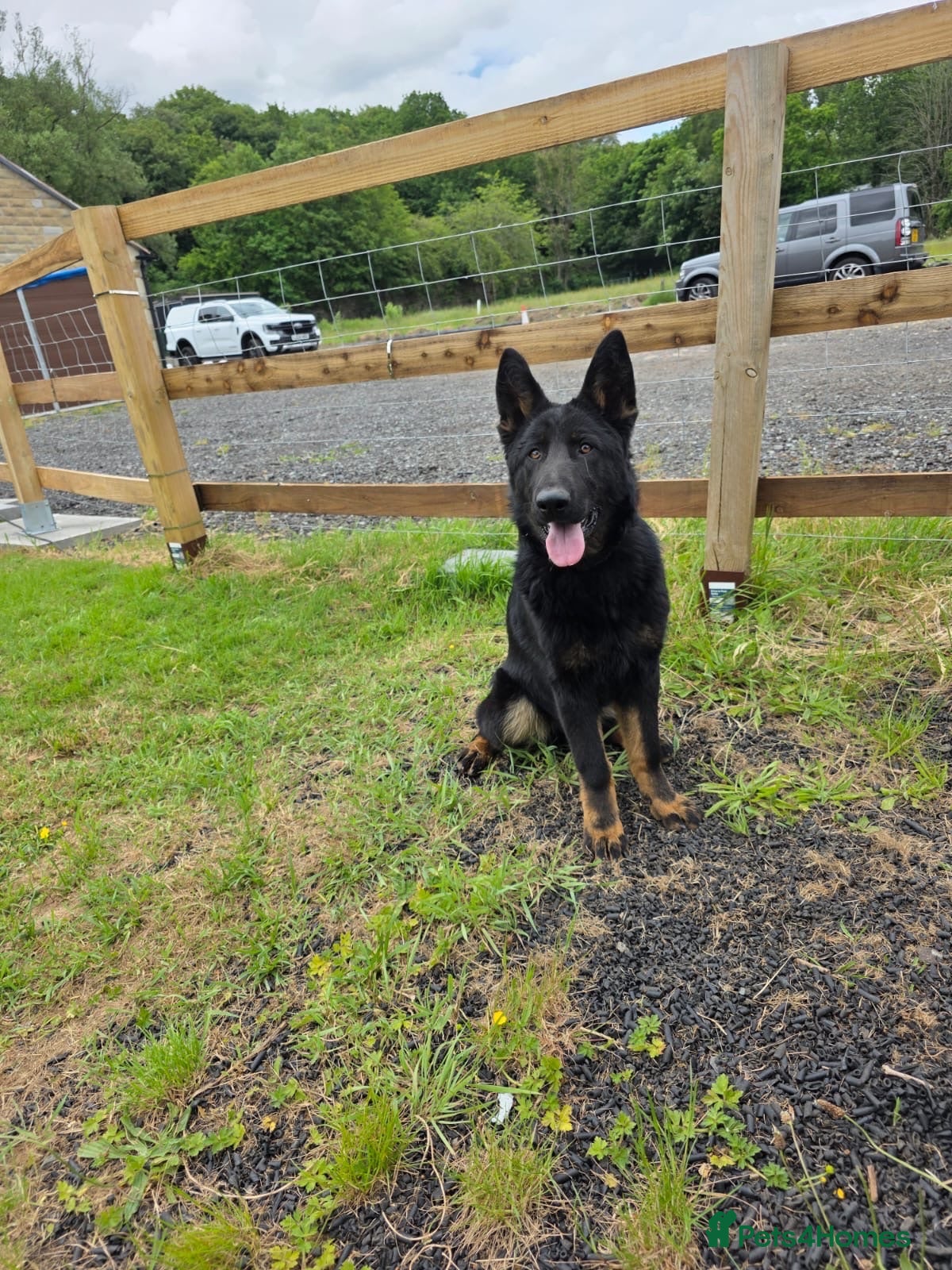 German Shepherd dogs Pick of Litter Bi-Colour KC Reg German Shepherd - Advert 1