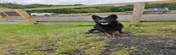 German Shepherd dogs for sale: Pick of Litter Bi-Colour KC Reg German Shepherd - Advert 1