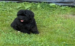 Shihpoo dogs for sale: Beautiful poodle cross shitzu pups - Image 2