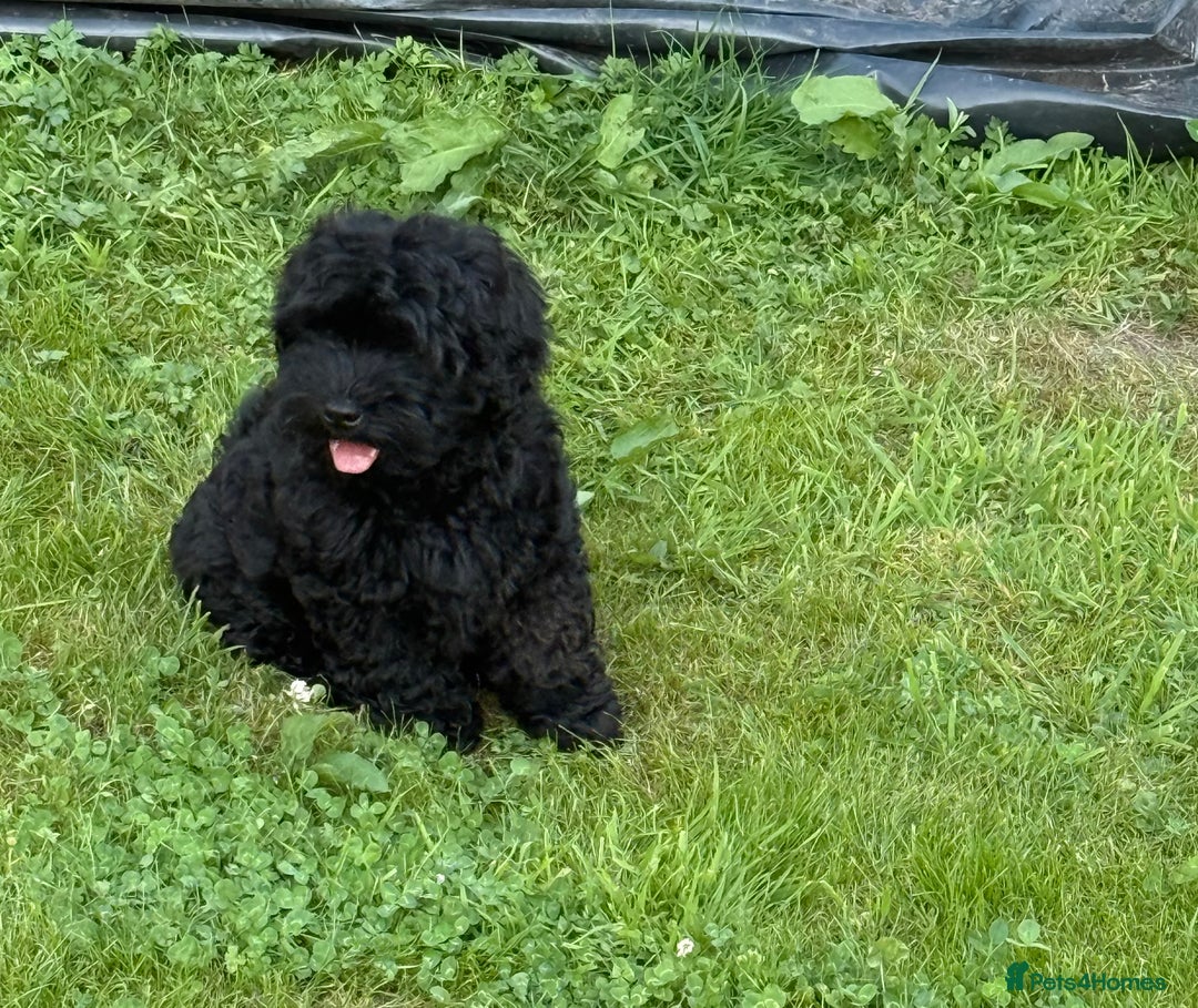 Shihpoo dogs for sale: Beautiful poodle cross shitzu pups - Image 2