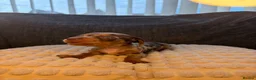 Miniature Dachshund dogs for sale: 🐾 KC Registered Miniature Dachshund Puppies 🐾 - Advert 10