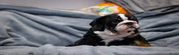 English Bulldog dogs for sale: English bulldog puppies ready to go now in Glasgow - Advert 5