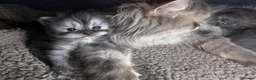 Persian cats for sale: Beautiful Persian babies in Bradford - Advert 11
