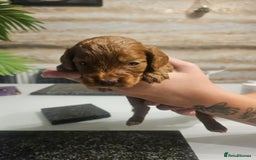 Cockapoo dogs for sale: F2 cockapoo boys 1 left available  - Advert 23
