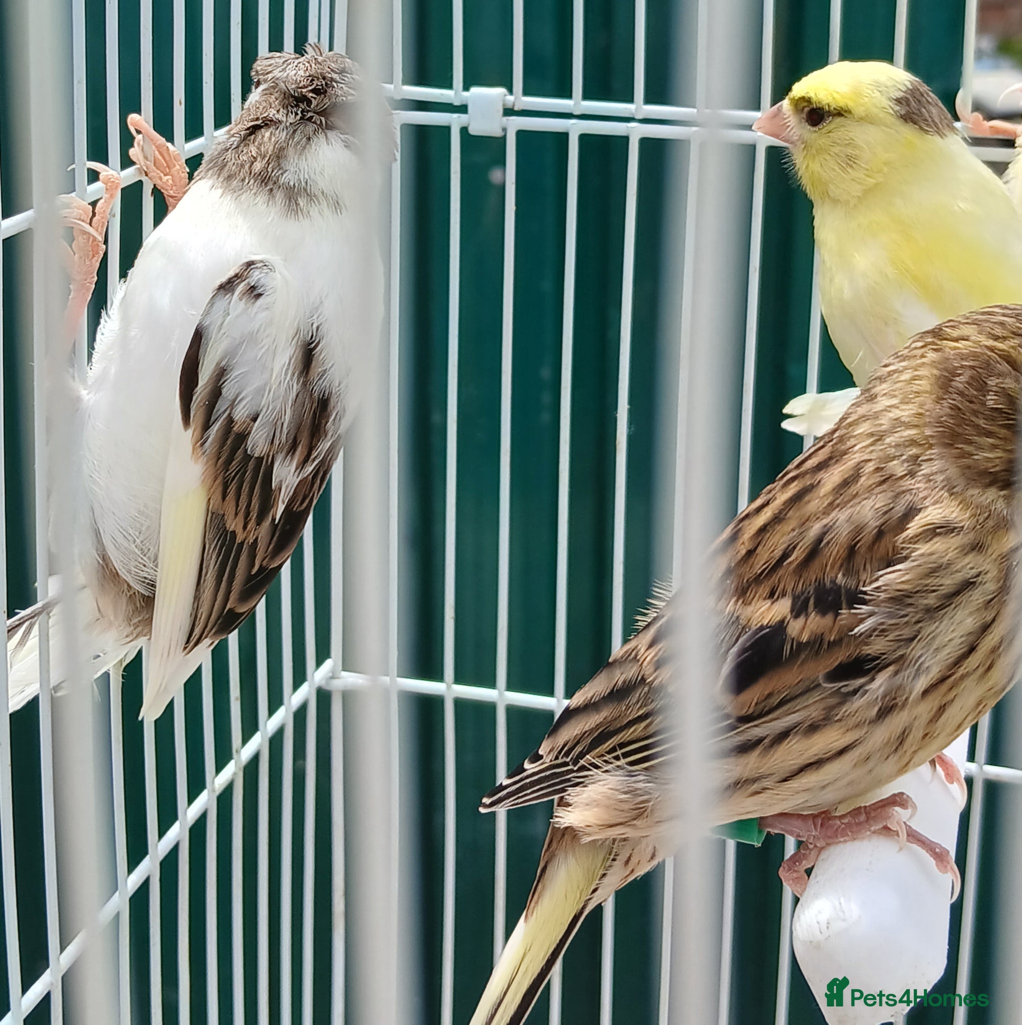 Canaries birds for sale: Canaries mixed Canaries  - Advert 15