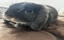 Mini Lop rabbits for sale: Mini loop  - Advert 5