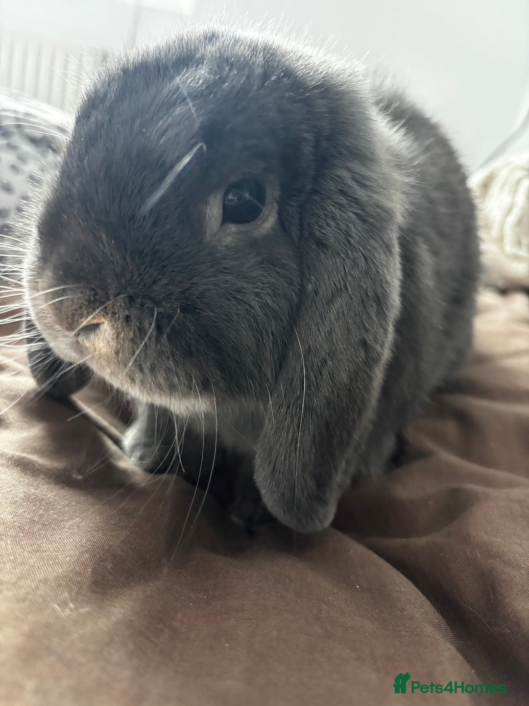 Mini Lop rabbits for sale: Mini loop  - Advert 5
