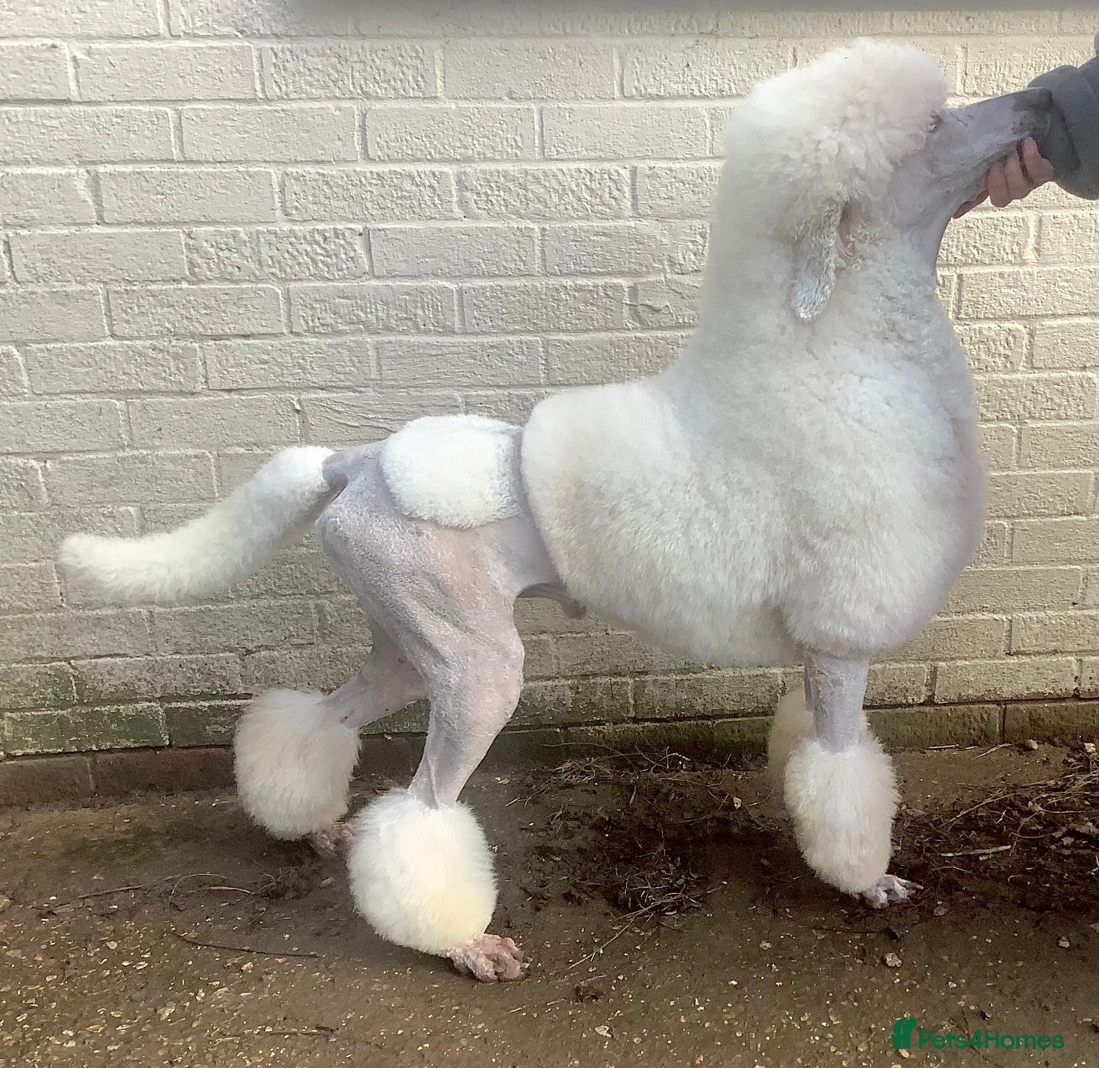Standard Poodle dogs KC White Standard boy at limited stud - Advert 10