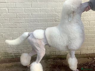 Standard Poodle dogs KC White Standard boy at limited stud - Advert 11
