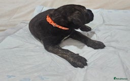 Mixed Breed dogs for sale: Pure Cane corso / pure presa canario puppies. - Image 16