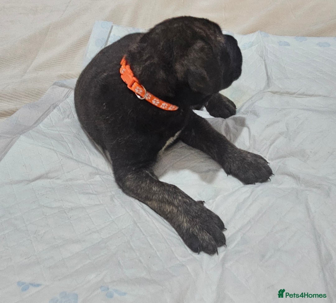 Mixed Breed dogs for sale: Pure Cane corso / pure presa canario puppies. - Image 16